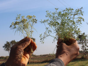 Cumin-Jeeru-Gujvir Organics - RAPIDOS - SOIL-G