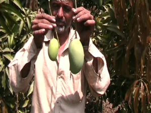 Mango-Keri-Gujvir Organics - RAPIDOS - NECHROY -SOIL-G