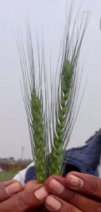 Wheat-Ghau-Dundi-Gujvir Organics - RAPIDOS - NECHROY -SOIL-G